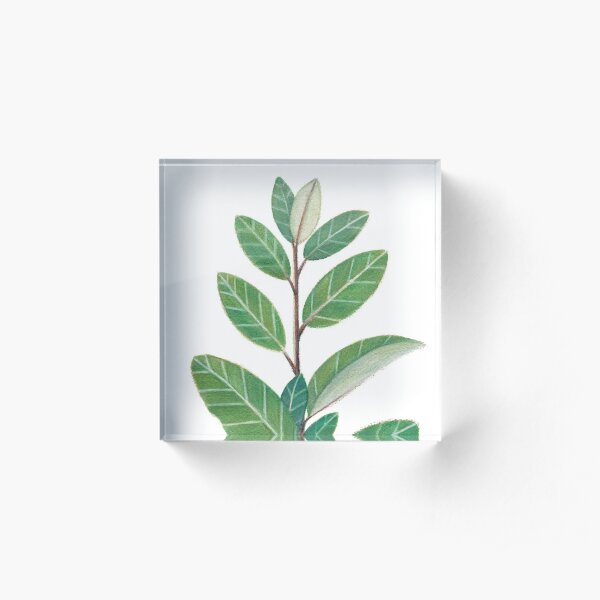 Leafy Twig Acrylic Block