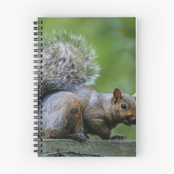 Item preview, Squirrel designed and sold by Jason Dymock Photography.