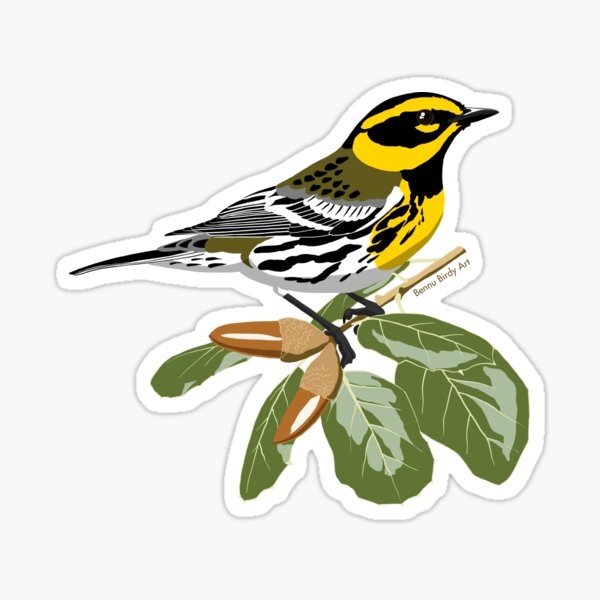 Townsend's Warbler Sticker