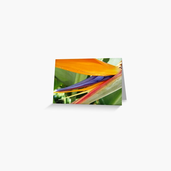Bird of Paradise Greeting Card