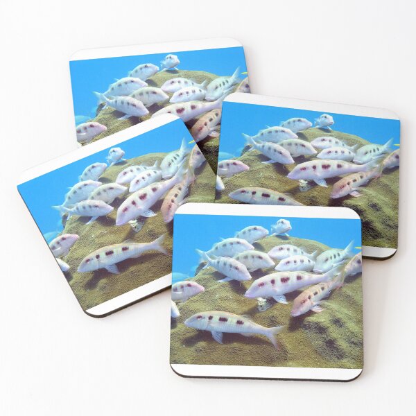 Artikelvorschau, Schafskopffisch in Bimini. - WelshDesigns entworfen und verkauft von welshdesigns.