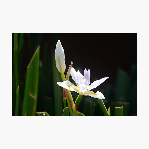 Flower Photographic Print