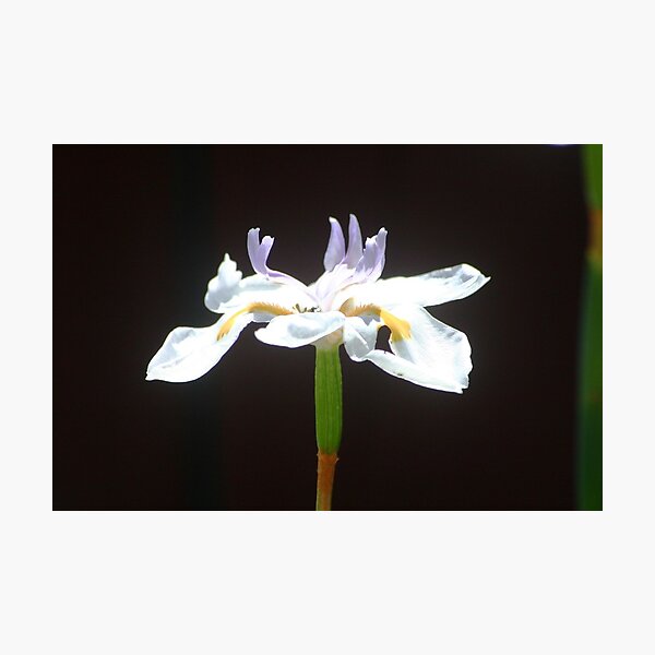 A Flower Photographic Print