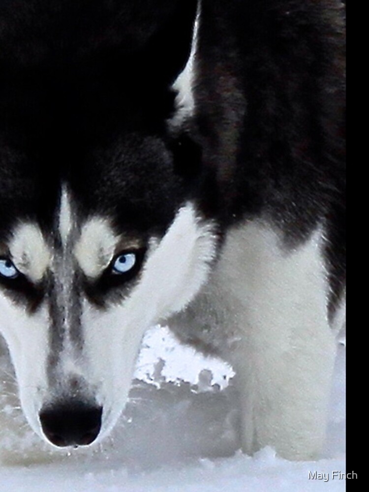 If Looks Could Kill - Black and White Husky by AspenWillow