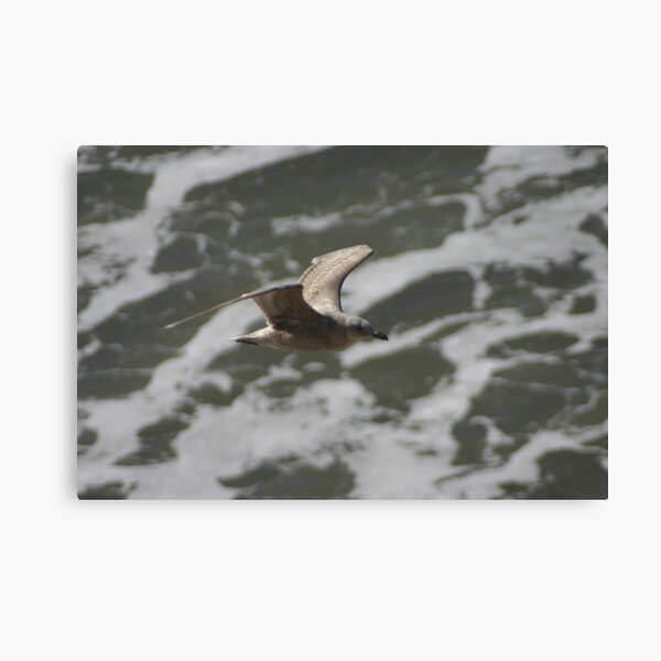 Sea Gull in Flight Canvas Print