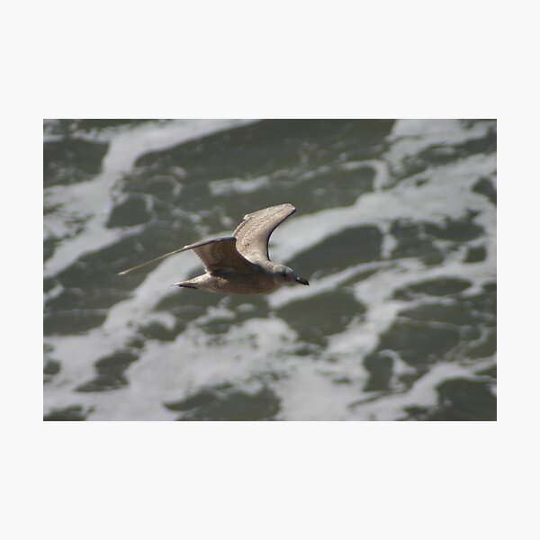 Sea Gull in Flight Photographic Print