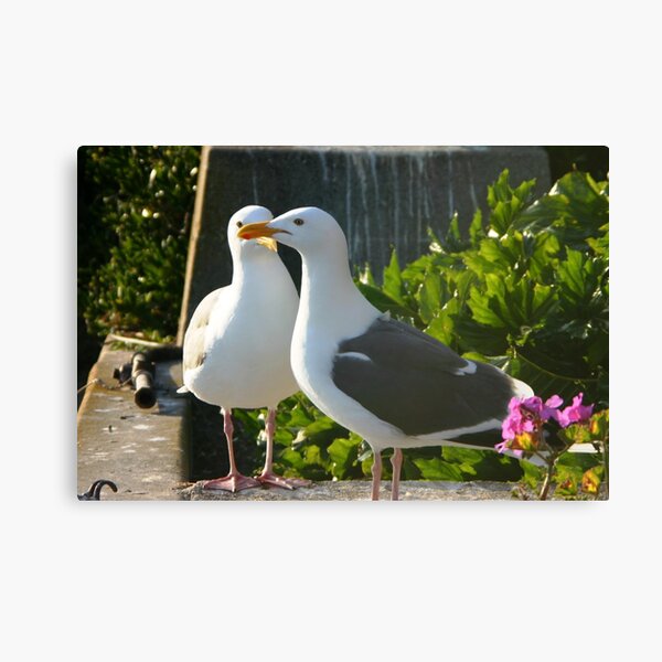 Seagull pair Canvas Print
