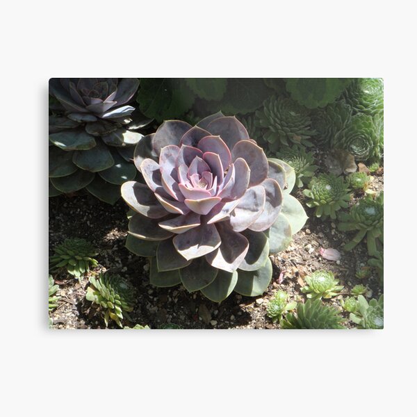 Succulent Metal Print