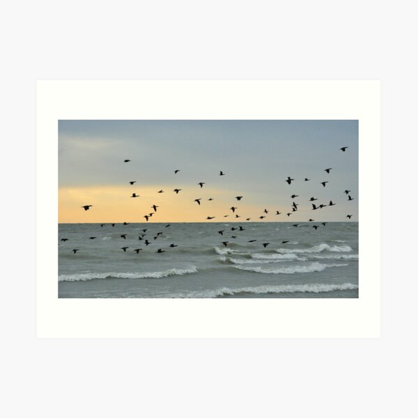 Evening Flight Art Print