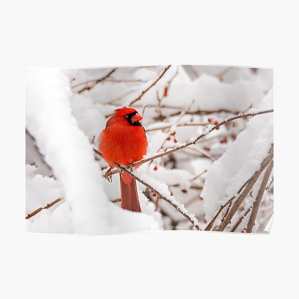 Blue Jay Bird Hugging Northern Cardinal Poster by alwe-designs