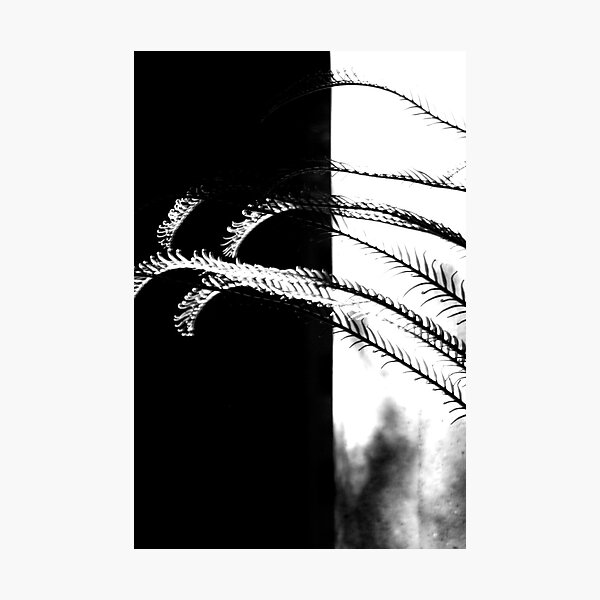 Finding The Light Photographic Print