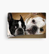 Two of a kind.... Canvas Print