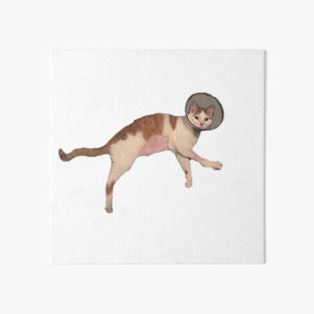 Help Tripod Chewie Art Board Print