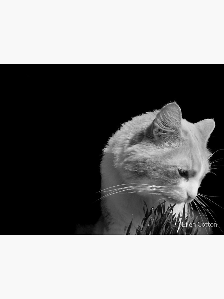 Cat'n Grass 2 by ellcot