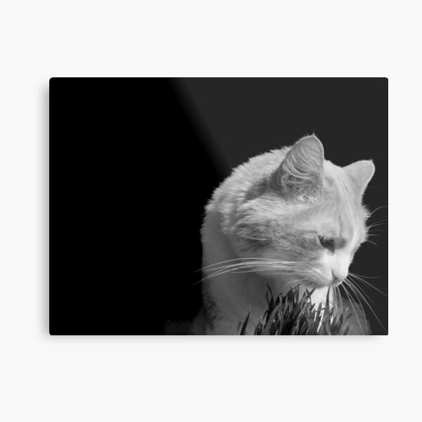 Cat'n Grass 2 Metal Print