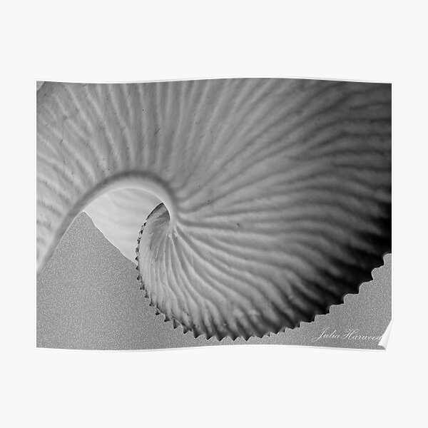 Nautiless shell Poster