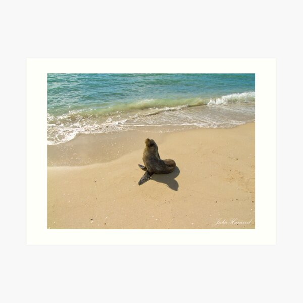 Seal on the Beach Art Print