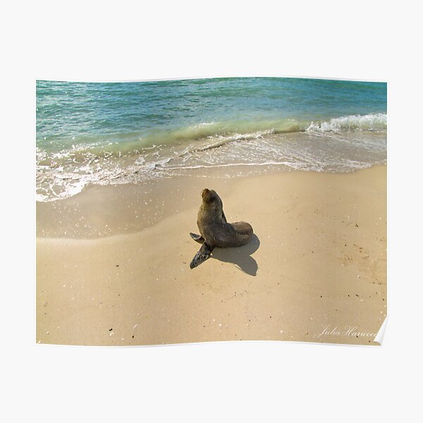 Seal on the Beach Poster