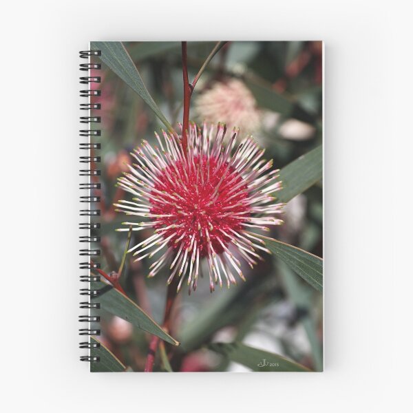 Item preview, Pincushion Hakea designed and sold by Joy Watson - Natural Light Photography .