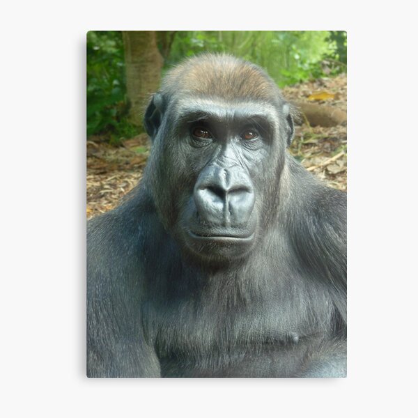 Johari - "Look at You Looking at Me" Metal Print