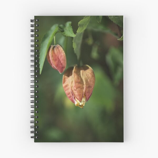 Item preview, Chinese Lantern Buds designed and sold by Joy Watson - Natural Light Photography .