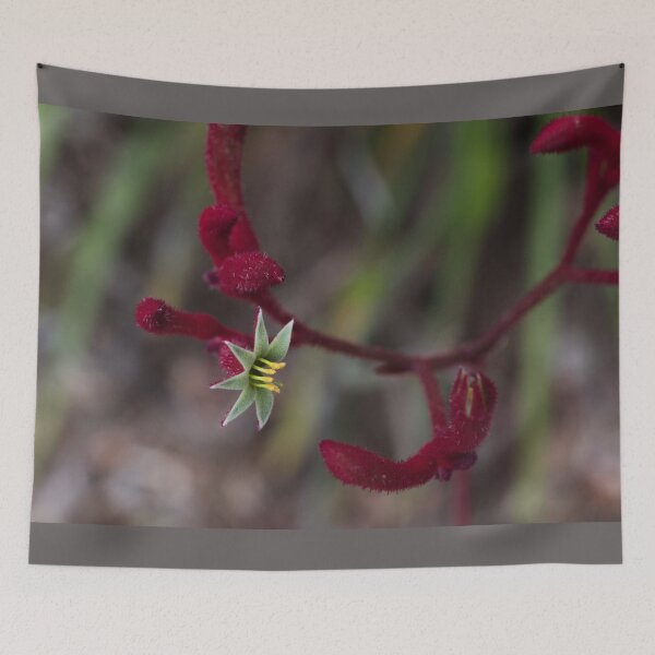 Item preview, Kangaroo Paw - 'Bush Ballad' designed and sold by imaginethis.