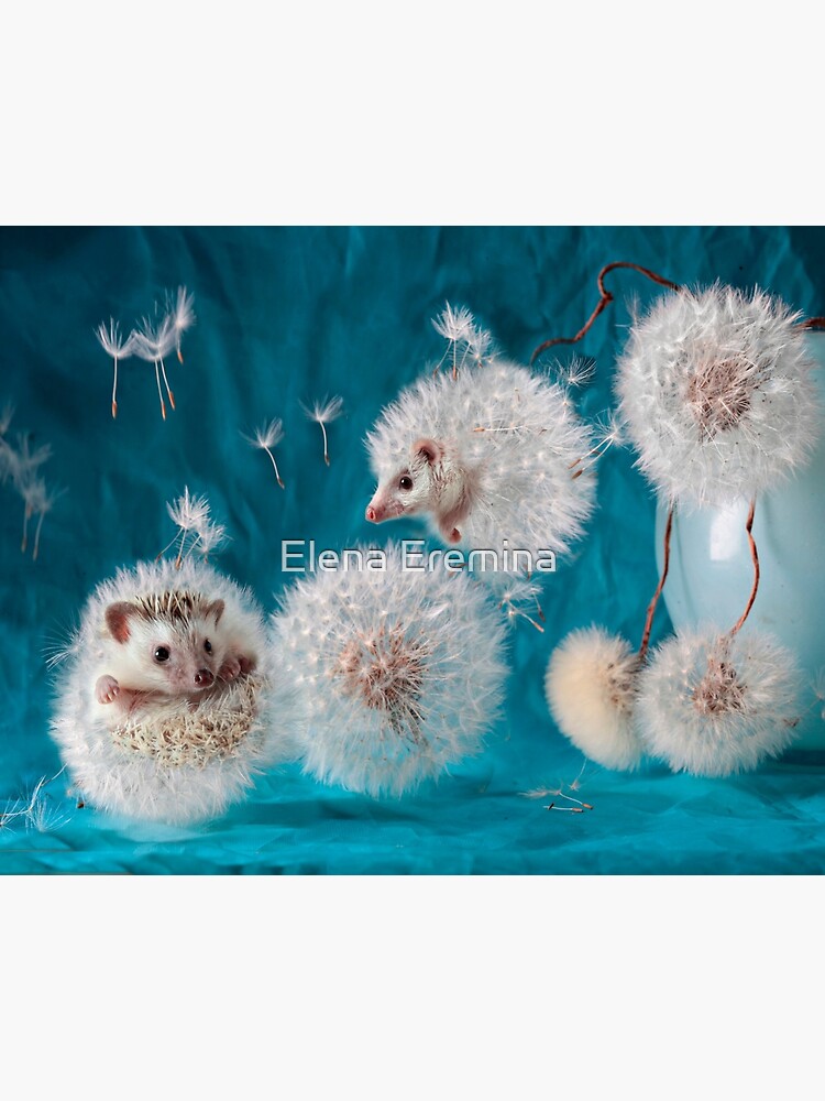 Thumbnail 2 of 2, Greeting Card, Hedgehogs- dandelions. Photographer Eremina Elena. designed and sold by Eremina-Elena.