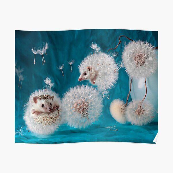 Hedgehogs- dandelions. Photographer Eremina Elena. Poster