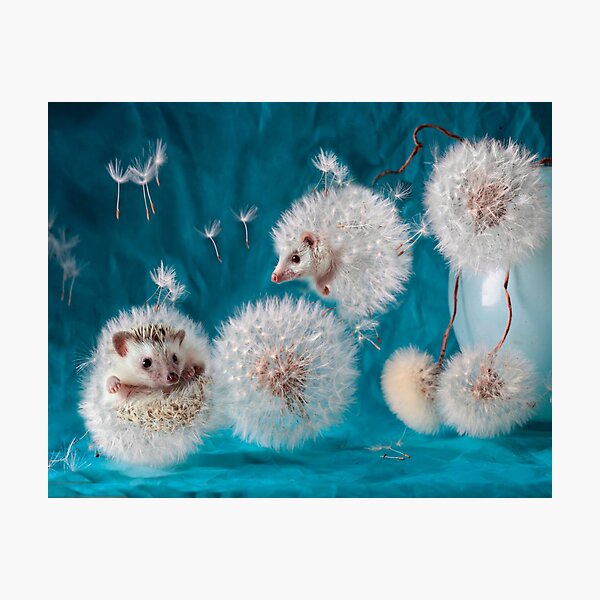 Item preview, Hedgehogs- dandelions. Photographer Eremina Elena. designed and sold by Elena Eremina.
