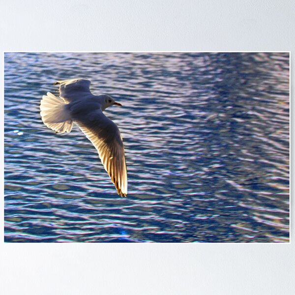 Item preview, Flying across water (seagull) designed and sold by MarkJeremy.