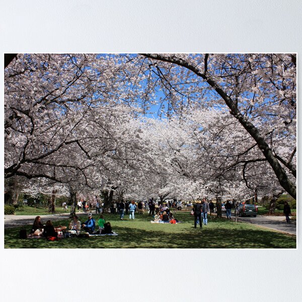 Artikelvorschau, Cherry Blossoms Park entworfen und verkauft von Robert Stephens.