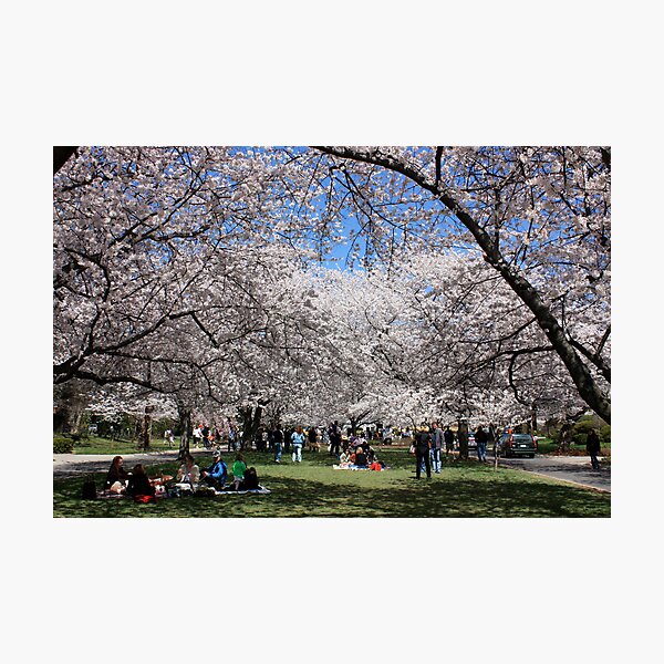 Artikelvorschau, Cherry Blossoms Park entworfen und verkauft von Robert Stephens.