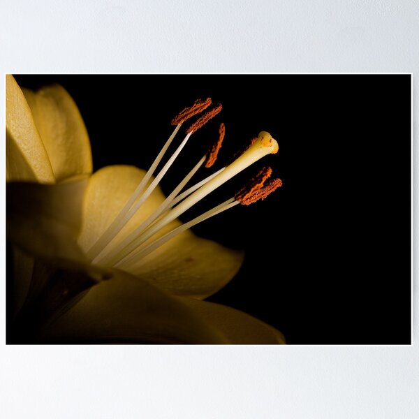 Item preview, Lily Stamens and Stigma designed and sold by Chesil.