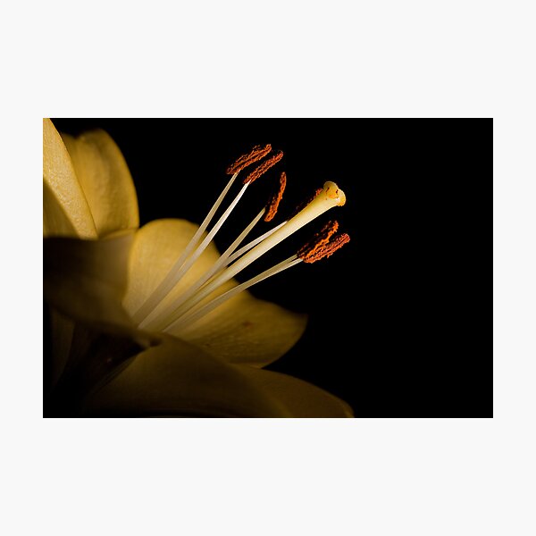 Item preview, Lily Stamens and Stigma designed and sold by Chesil.