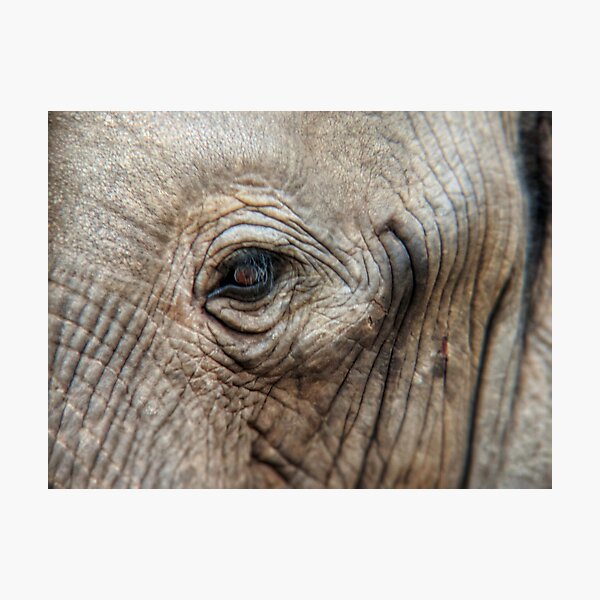 Closeup of African elephant eye Photographic Print