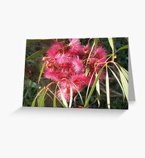 Eucalyptus sideroxylon Rosea. Greeting Card