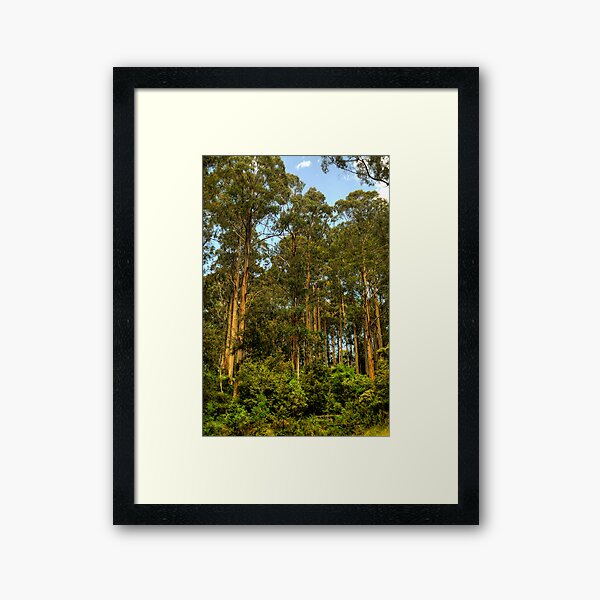Item preview, Forrest Elders - The Otways National Park - The HDR Experience designed and sold by Salieri1627.