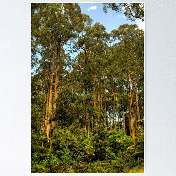 Item preview, Forrest Elders - The Otways National Park - The HDR Experience designed and sold by Salieri1627.