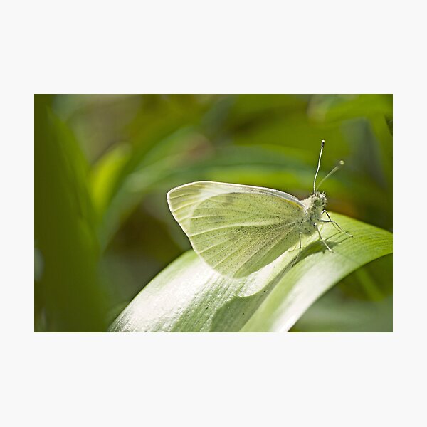 Butterfly Dreaming Photographic Print