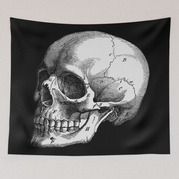 Item preview, Vintage Human Skull Medical Illustration (3/4) designed and sold by avidfan2000.