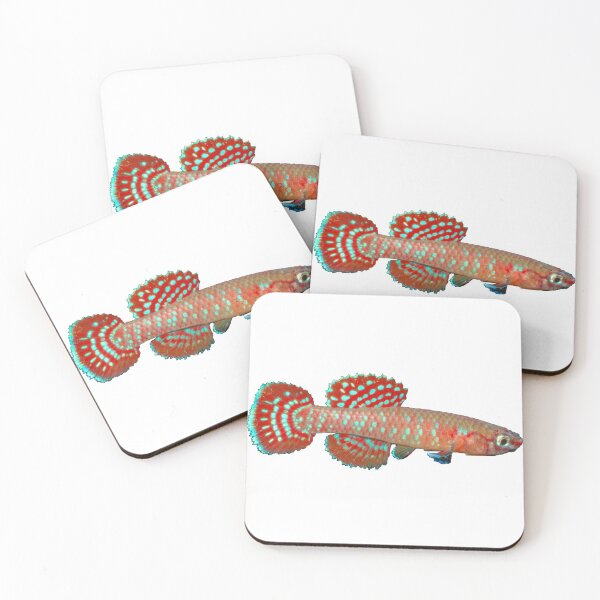 Item preview, Aphyosemion (Diapteron) abacinum - ABA Killifish designed and sold by killies.