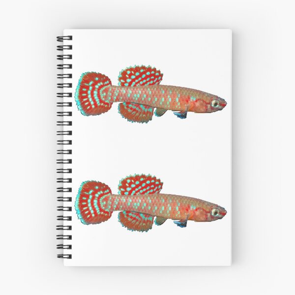 Item preview, Aphyosemion (Diapteron) abacinum - ABA Killifish designed and sold by killies.