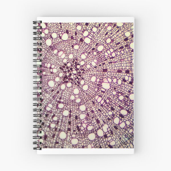 Item preview, Plant stem cross section designed and sold by Joe Saladino.