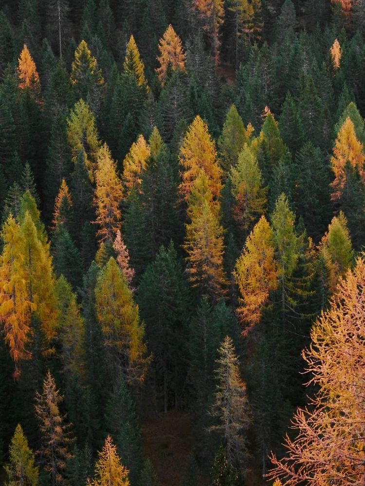 Thumbnail 5 of 5, iPhone Case, Evergreen - Forest Landscape designed and sold by LemonTreeDesign.