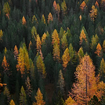 Artwork thumbnail, Evergreen - Forest Landscape by LemonTreeDesign