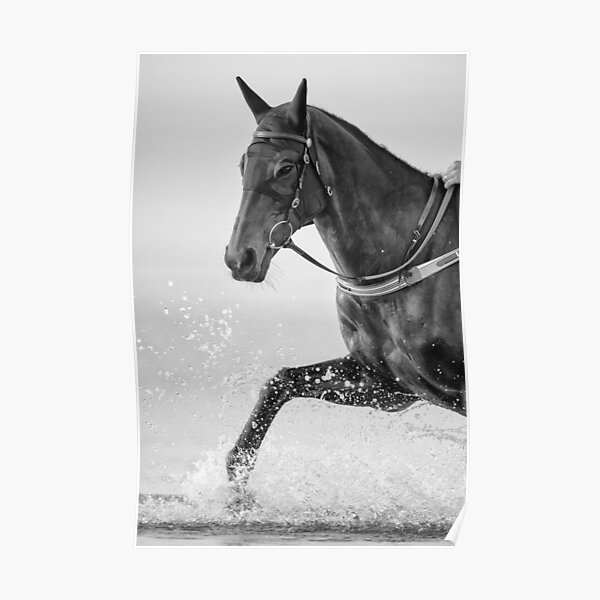 Splashy Stallion Poster