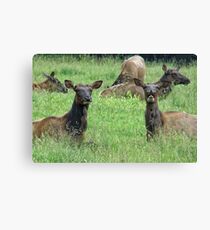 You Tell'm Sister, Those Paparazzi Just Make Me Sick! Canvas Print