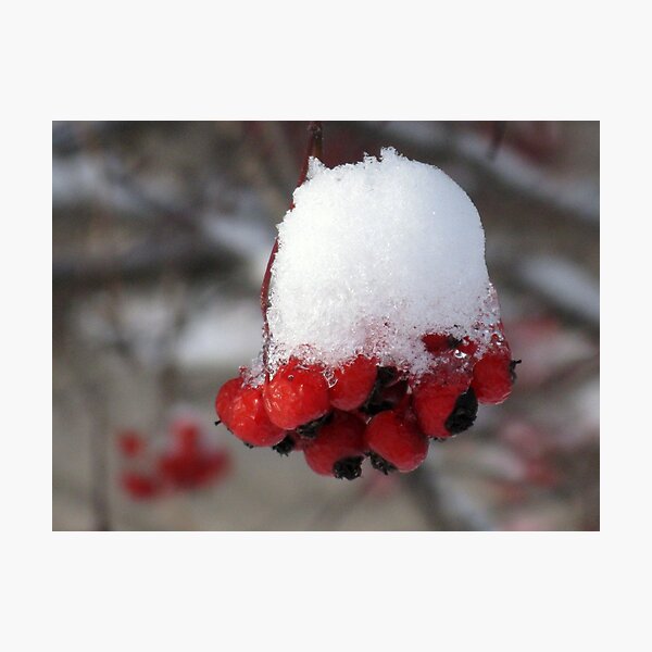 Artikelvorschau, Snow Berries entworfen und verkauft von CynLynn.