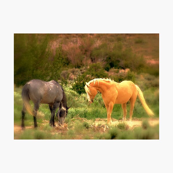 Joy  In Everything Photographic Print