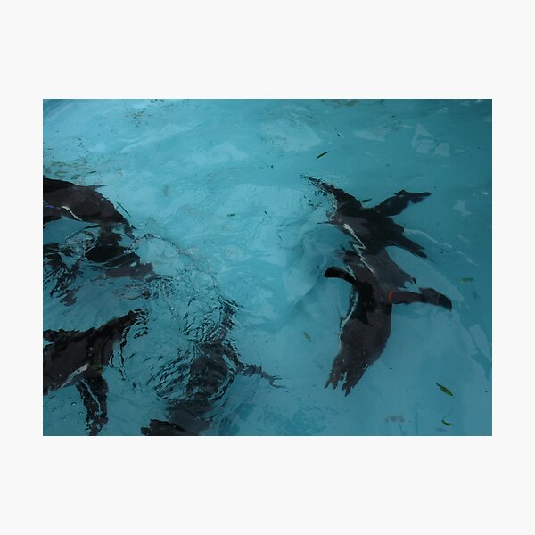 Under water: flying Photographic Print